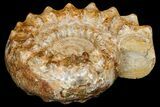 Huge, Jurassic Ammonite (Kranosphinctes?) Fossil - Madagascar #175782-4